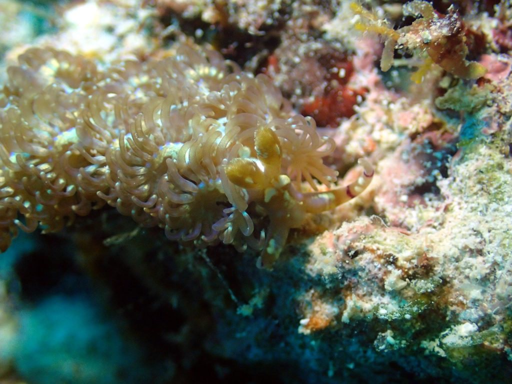 Pteraeolidia ianthina