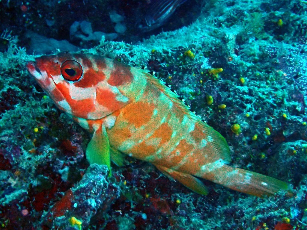 Epinephelus fasciatus