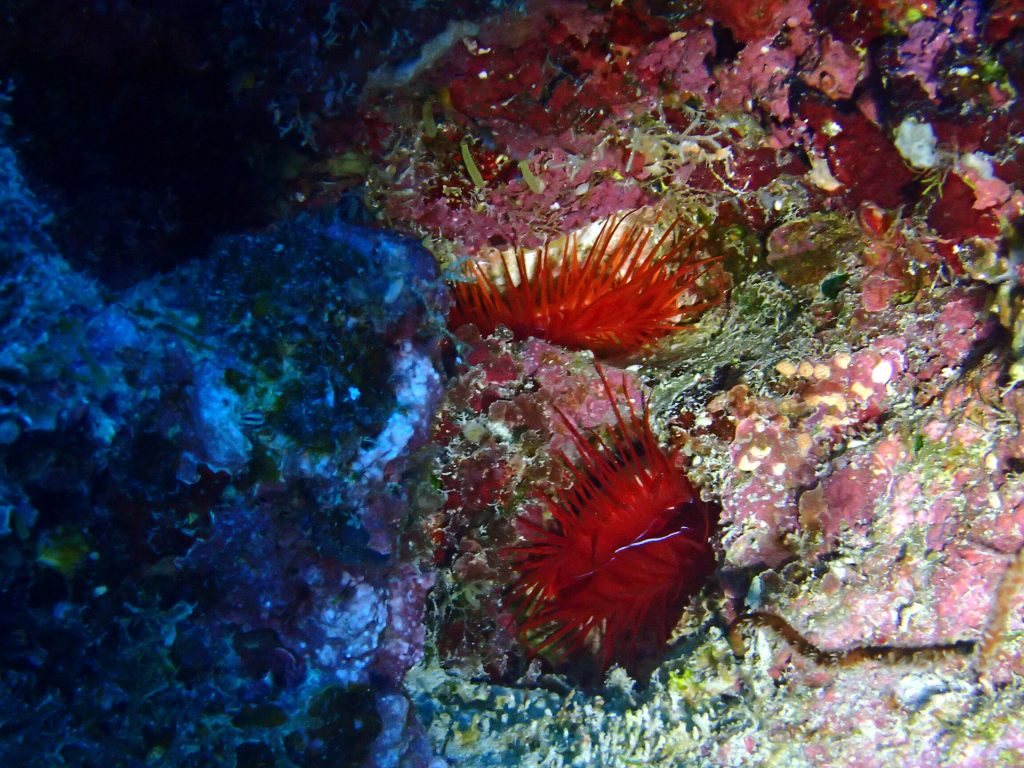 Ctenoides ales