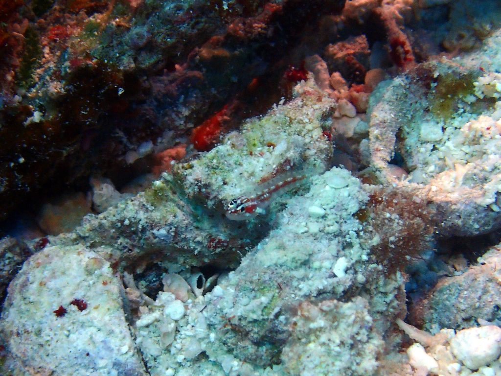 Eviota prasites