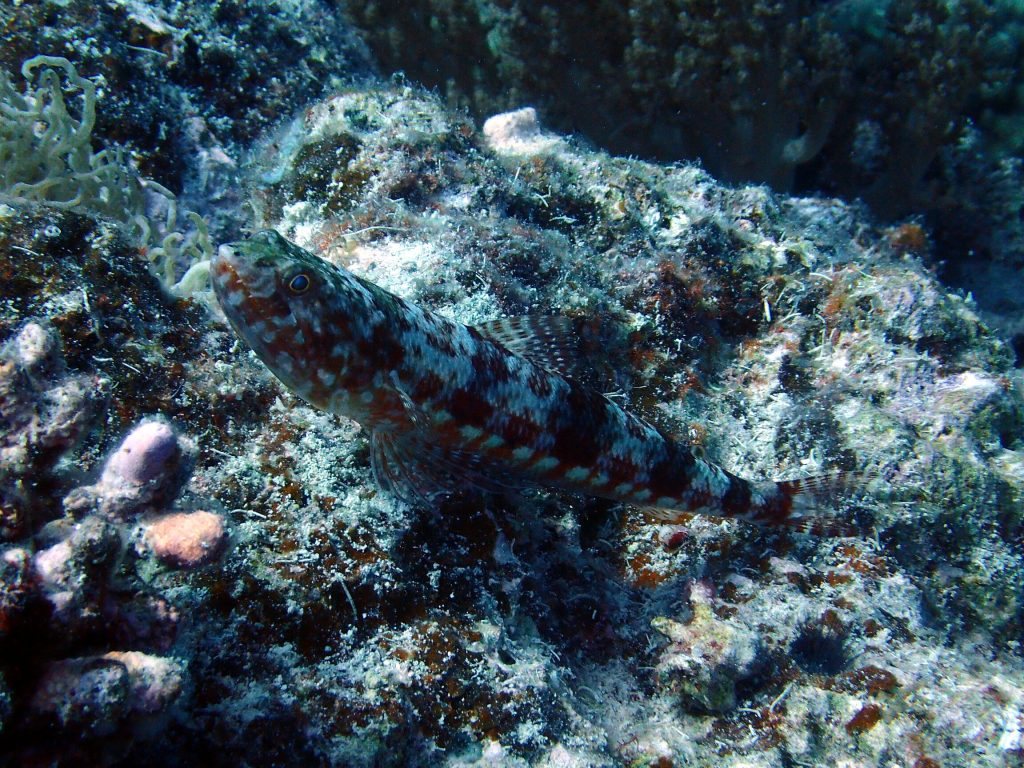 Synodus variegatus