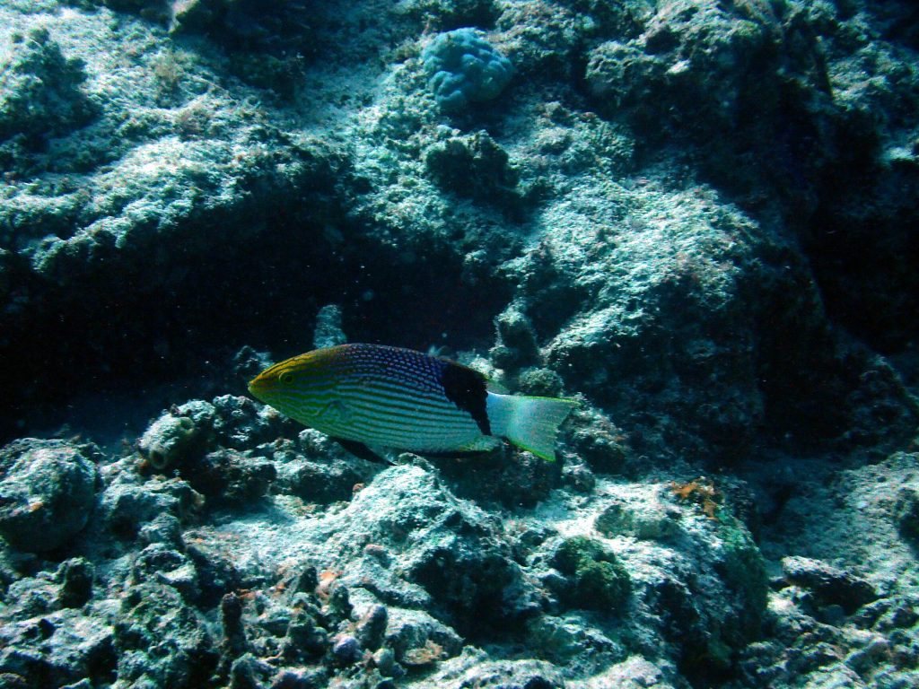 Bodianus loxozonus
