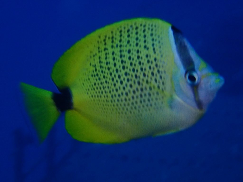 Chaetodon miliaris