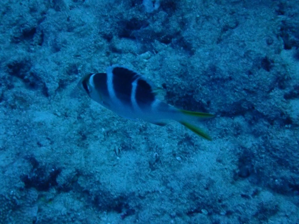 Monotaxis grandoculis
