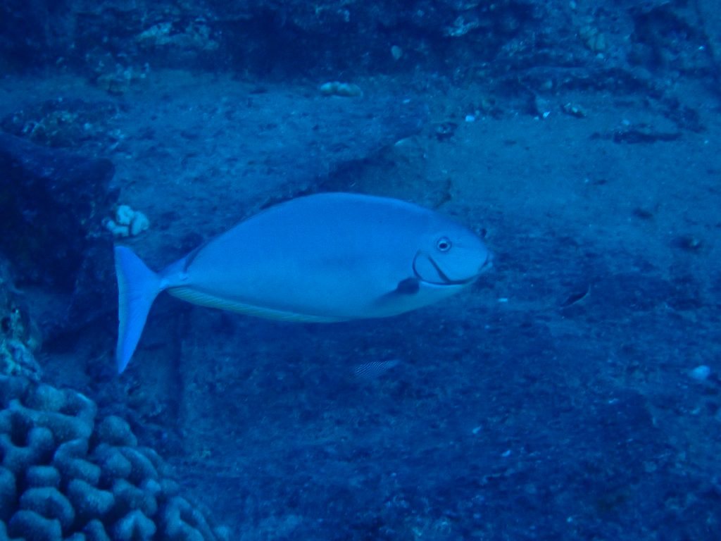 Naso hexacanthus