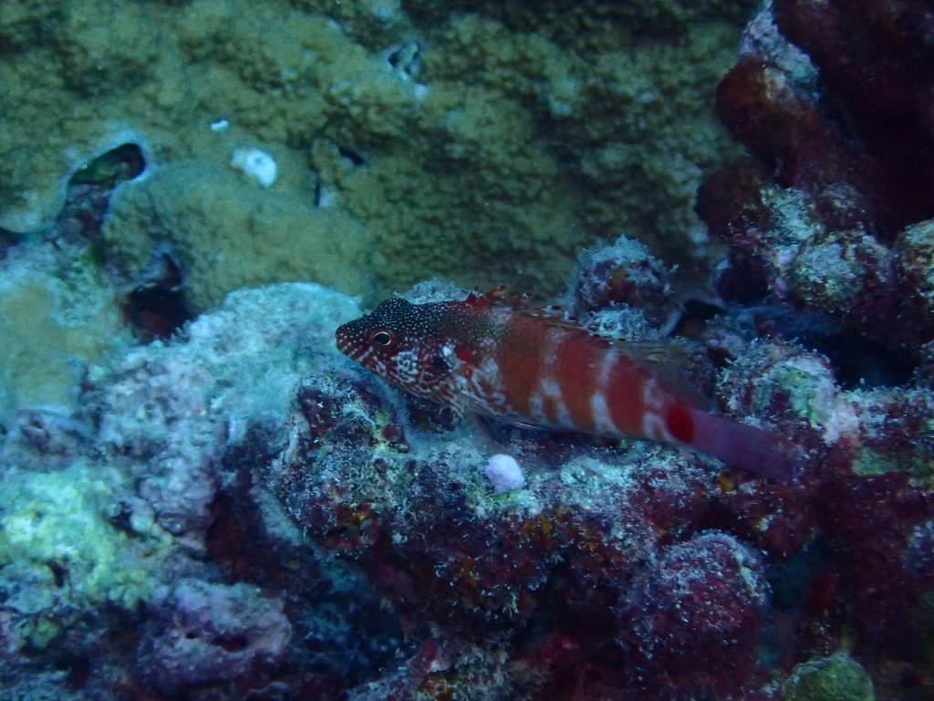 Cirrhitops fasciatus