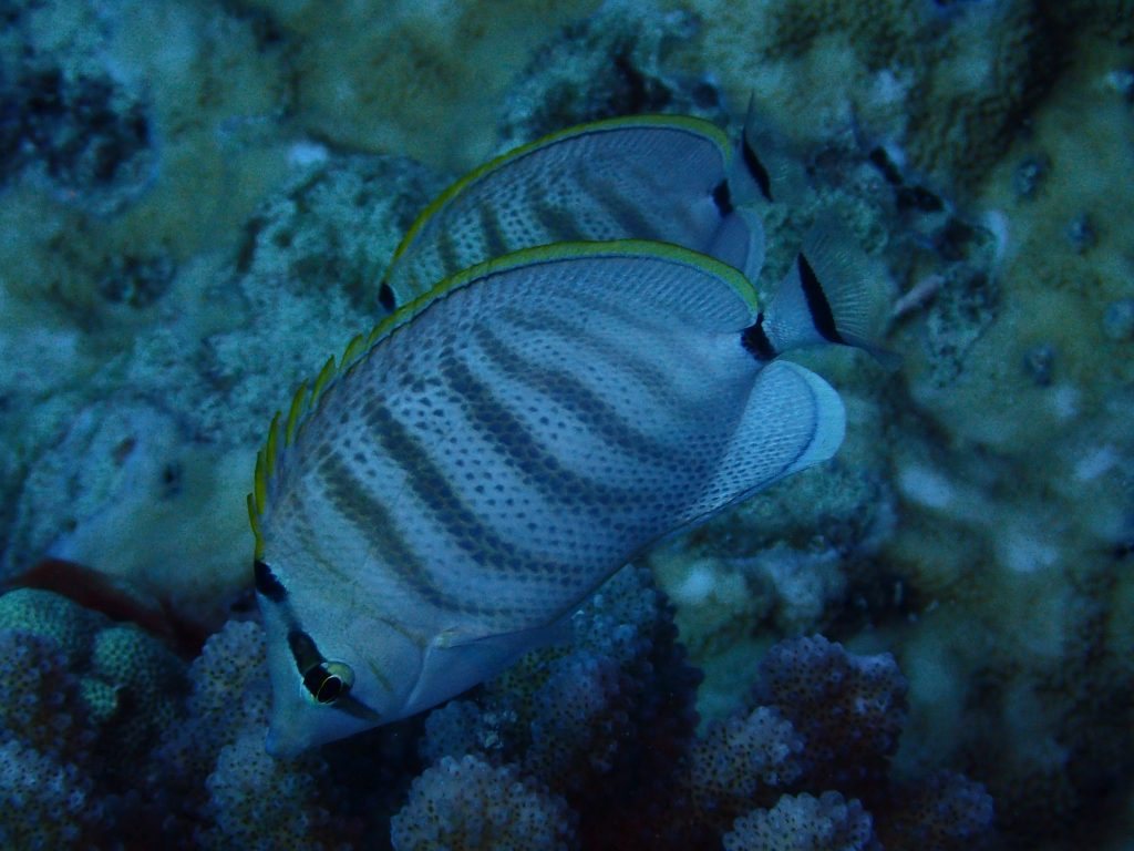 Chaetodon multicinctus