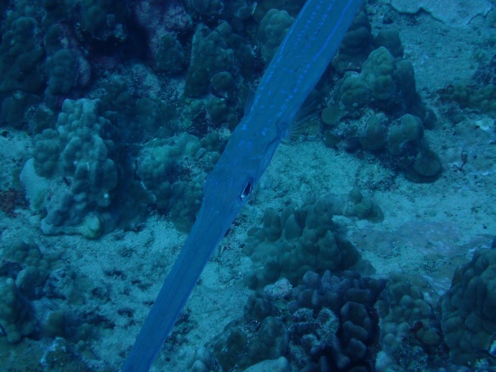 Fistularia commersonii