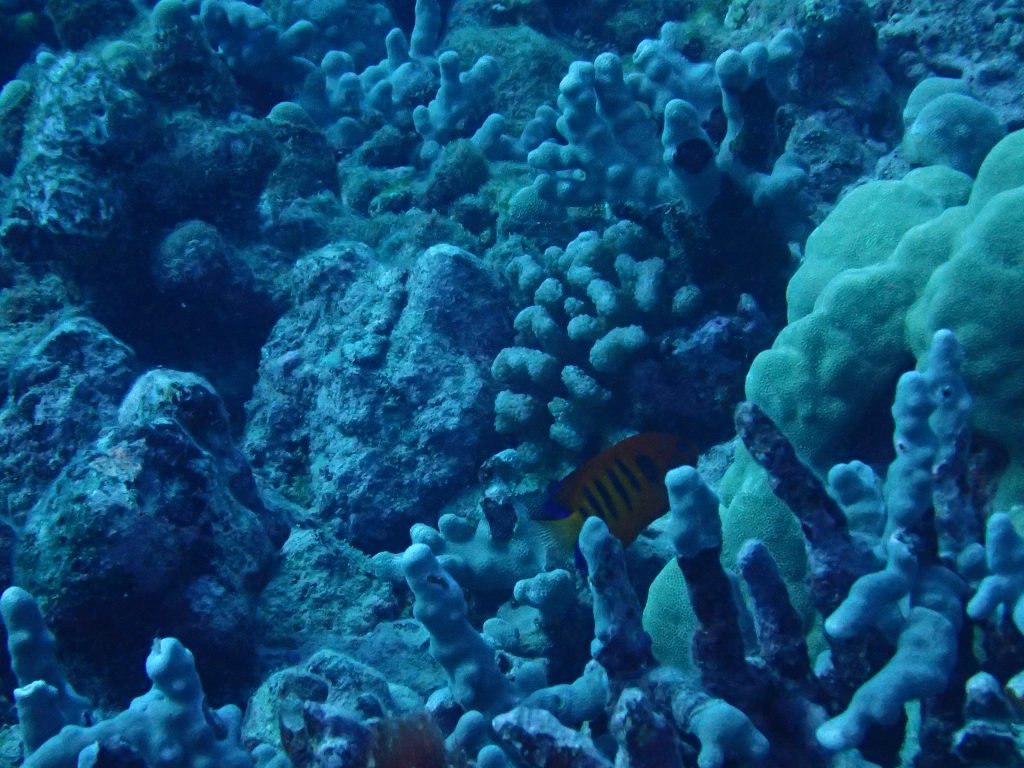 Centropyge loriculus