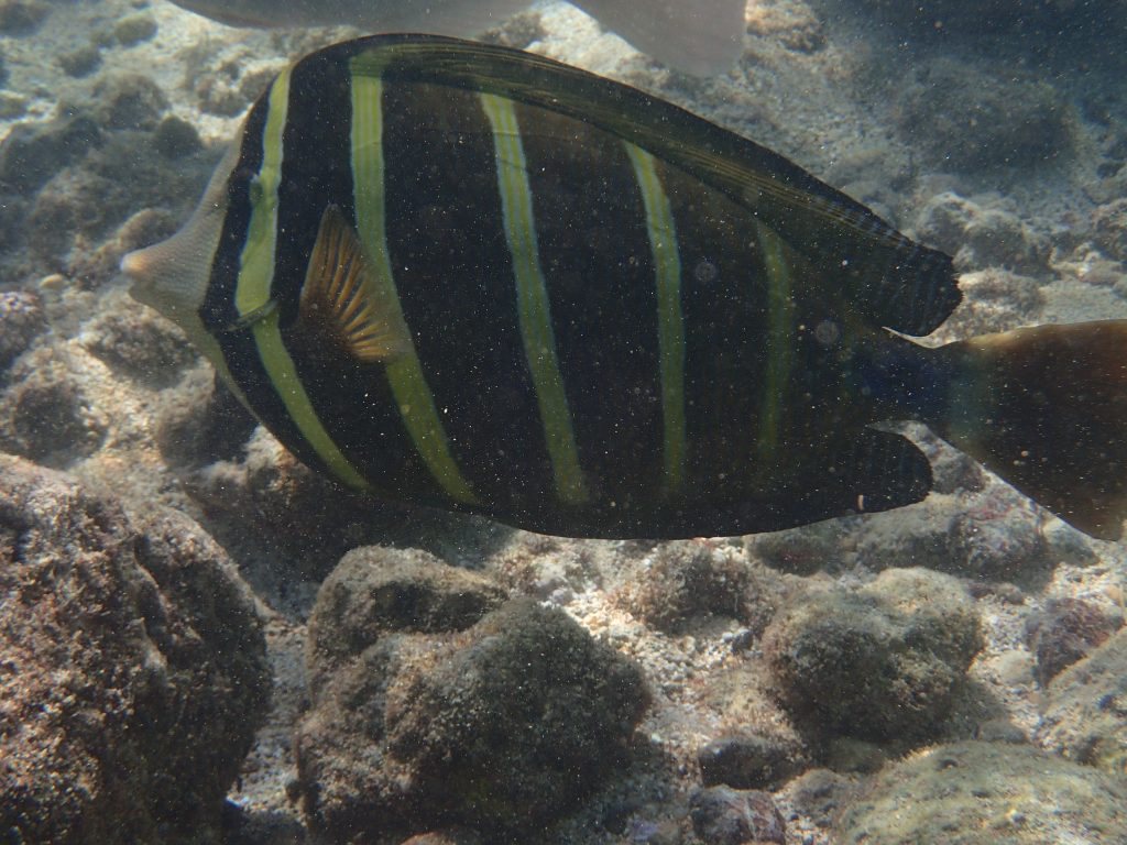 Zebrasoma velifer