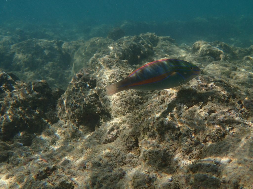 Stethojulis balteata