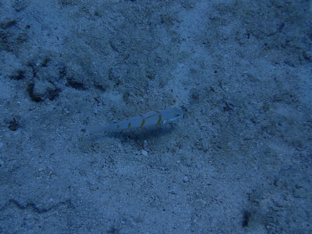 Valenciennea decora