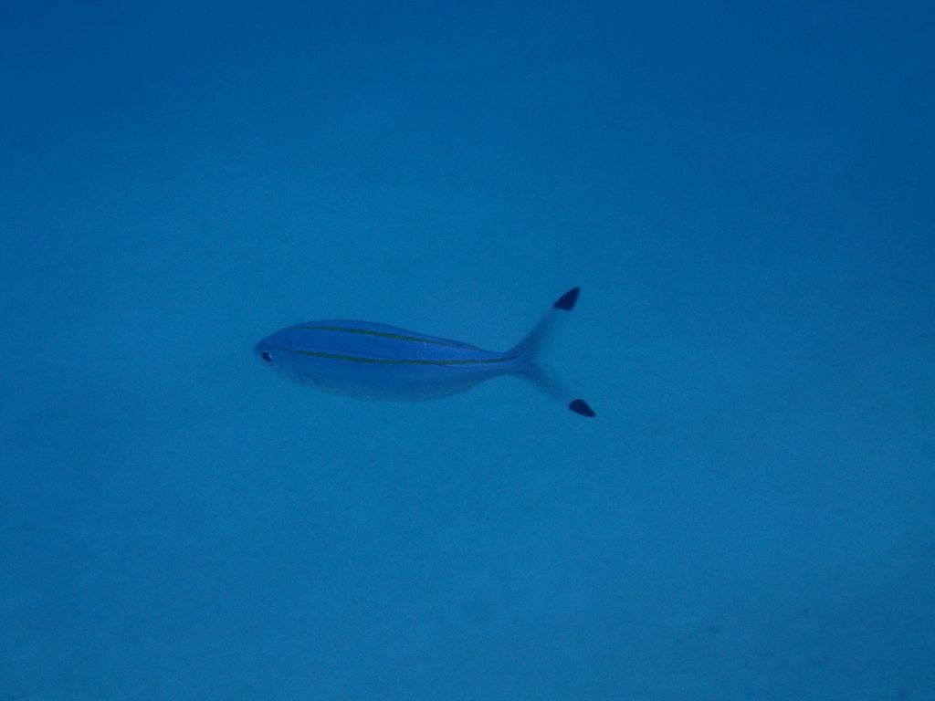 Pterocaesio digramma