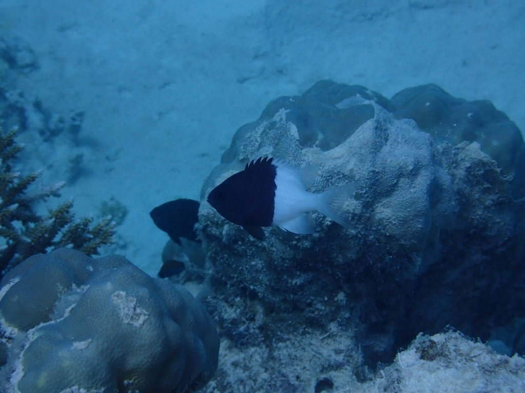 Chromis iomelas