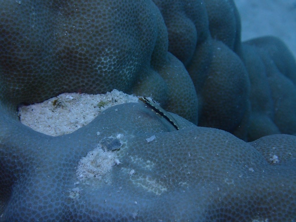 Eviota sebreei