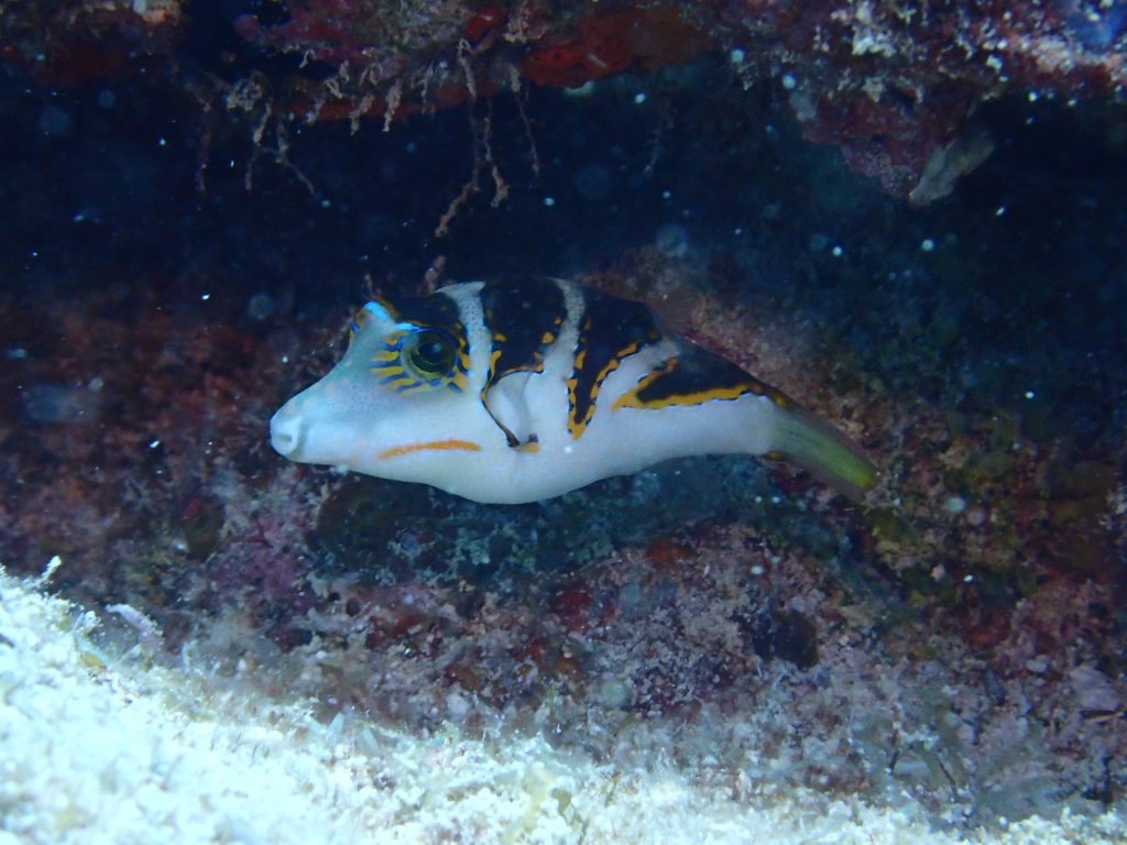 Canthigaster