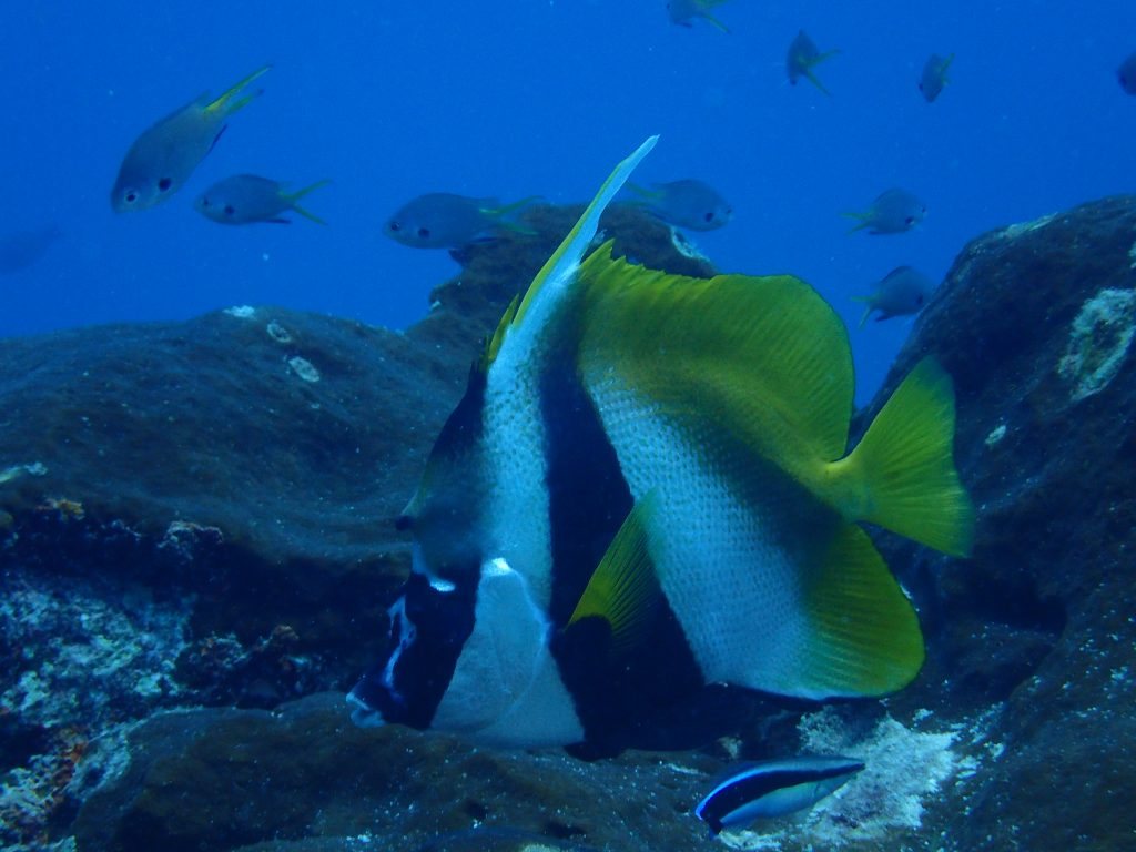 Poisson-bannière