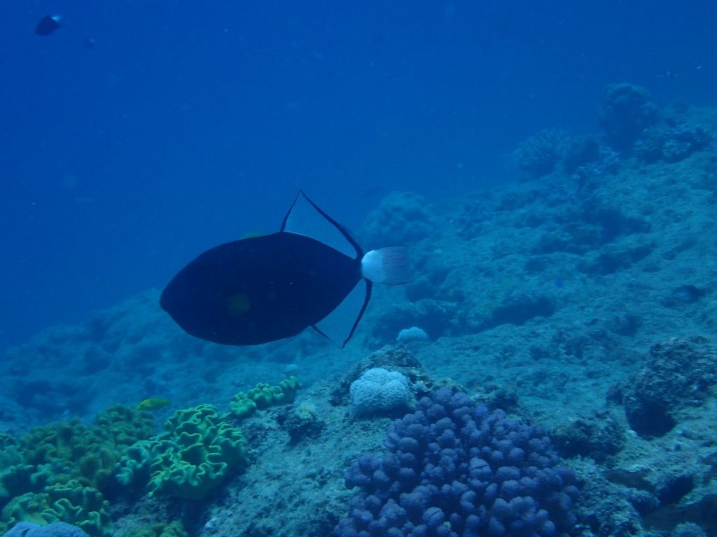 Melichthys vidua