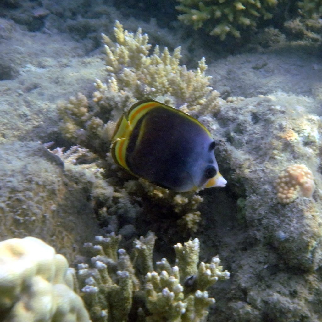 Chaetodon flavirostris