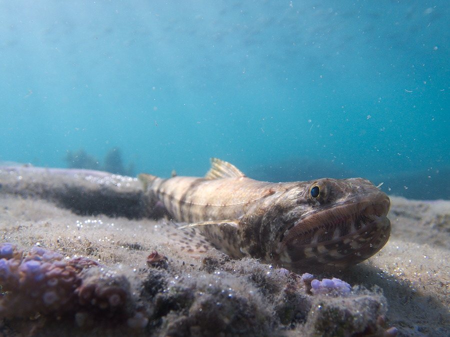 Saurida gracilis