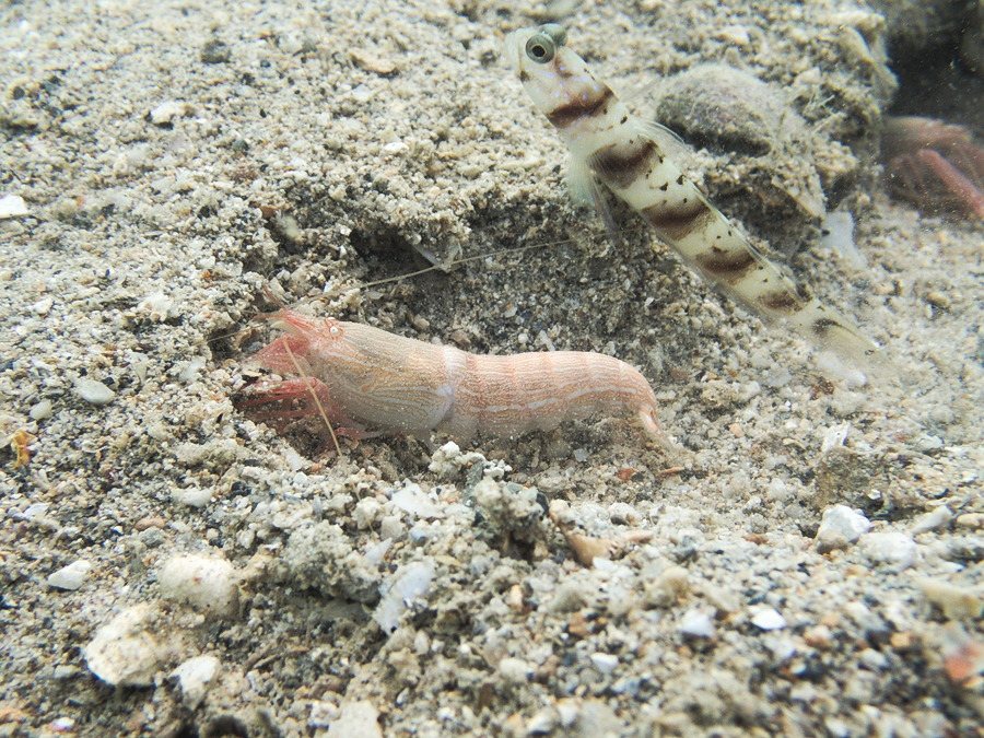 Alpheus sp.