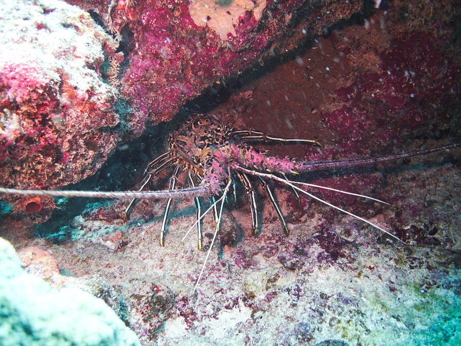 Langouste