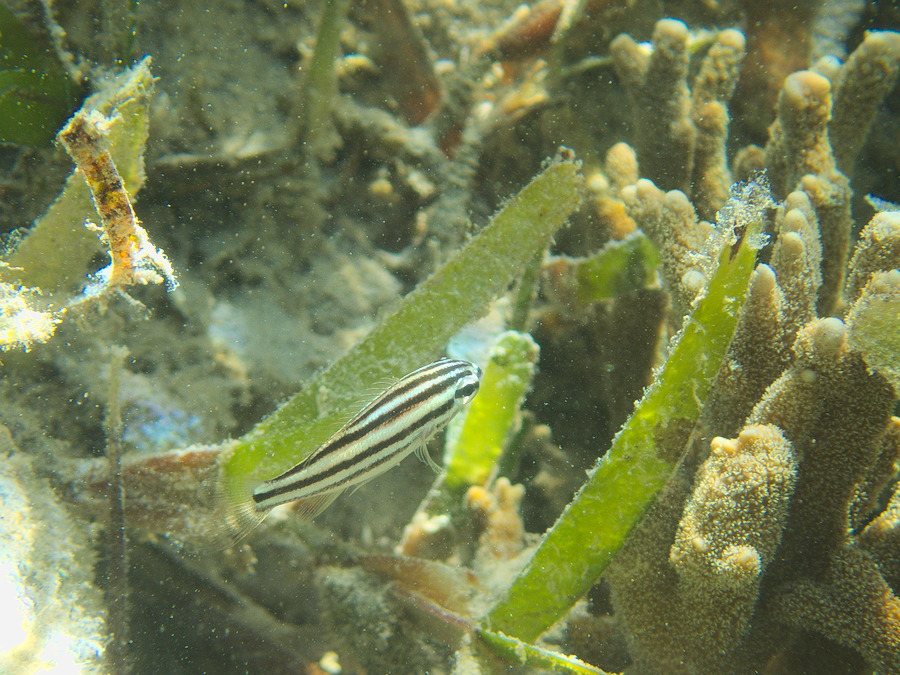 Ostorhinchus taeniophorus