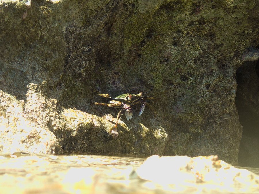 Grapsus albolineatus