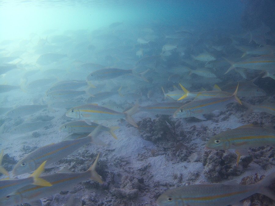Mulloidichthys flavolineatus