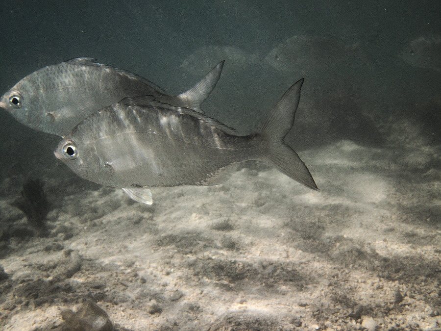 Poissons blancs