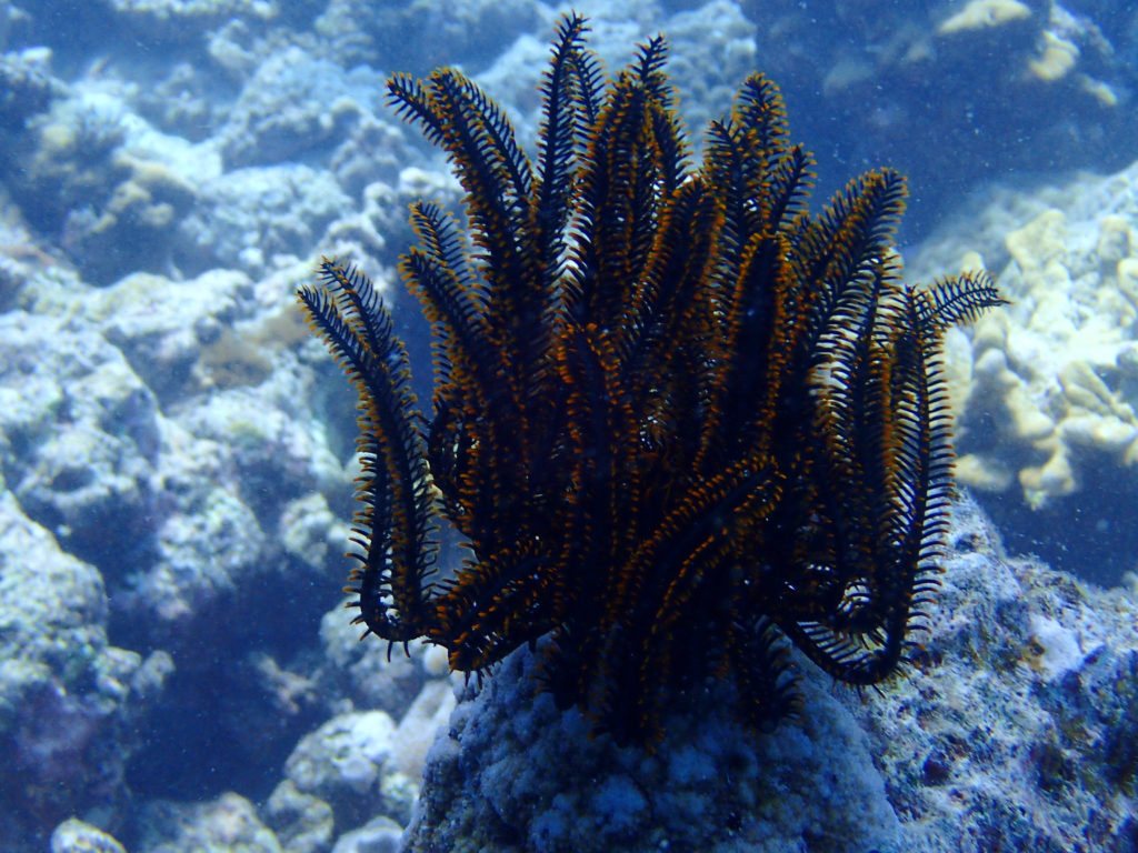 Crinoïde