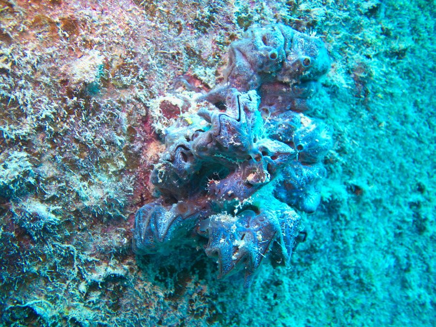 Lopha cristagalli
