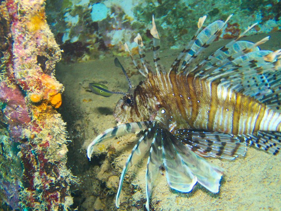 Poisson-scorpion