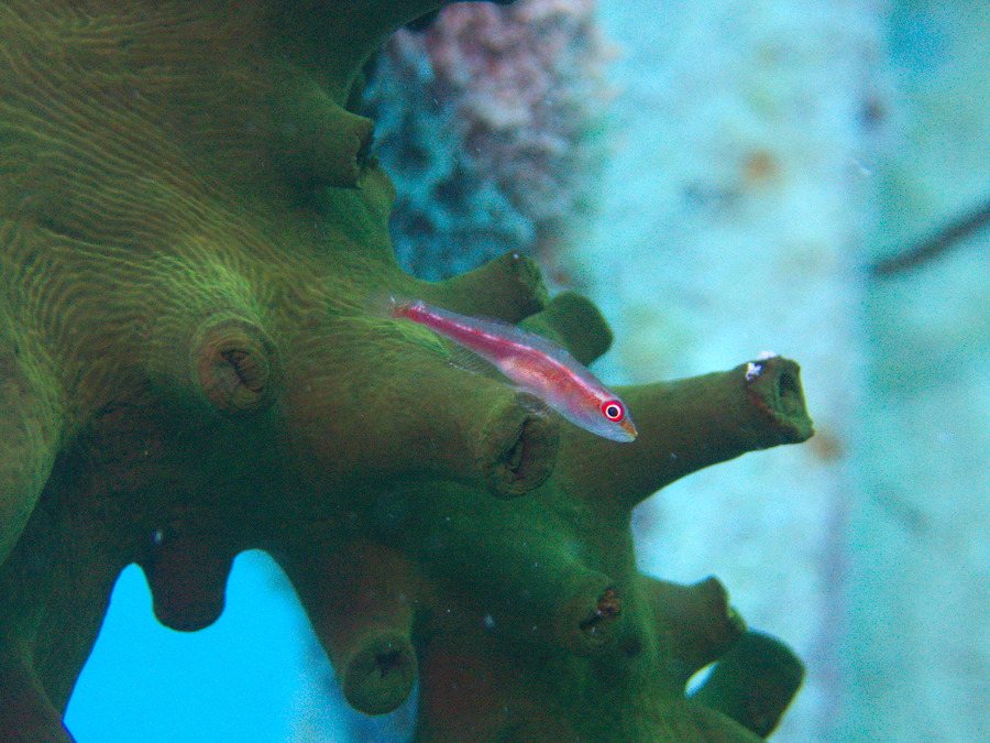 Bryaninops erythrops