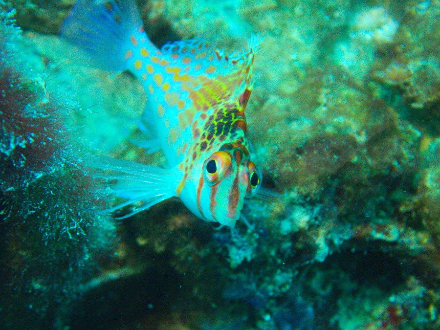 Cirrhitichthys falco