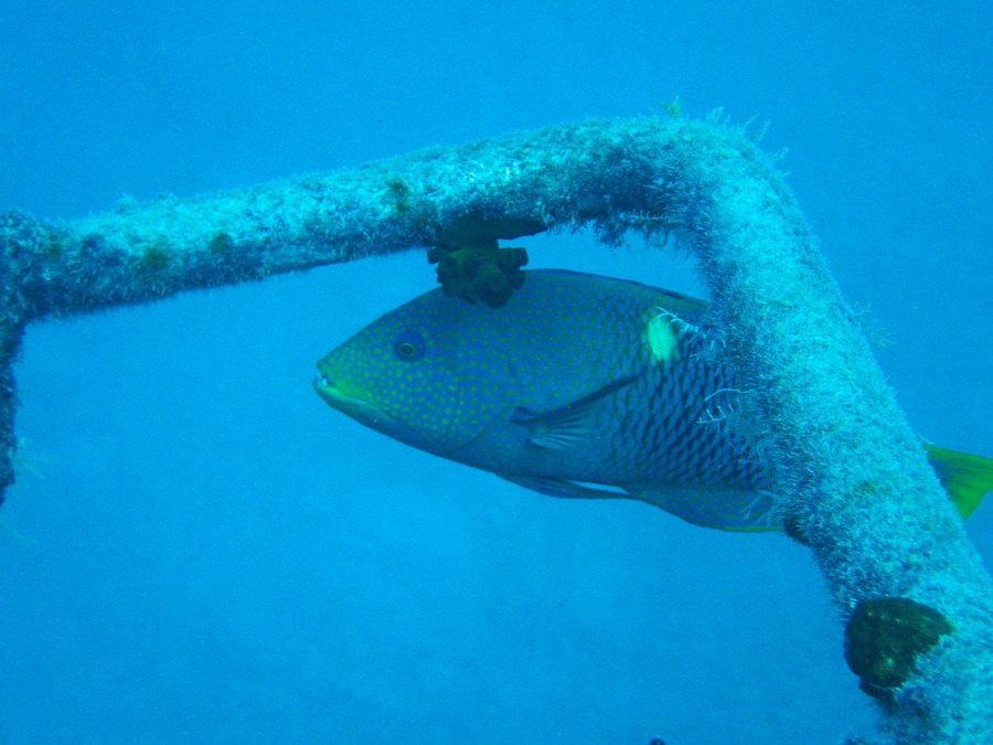 Bodianus perditio
