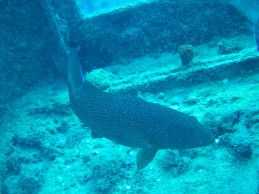 Plectropomus leopardus