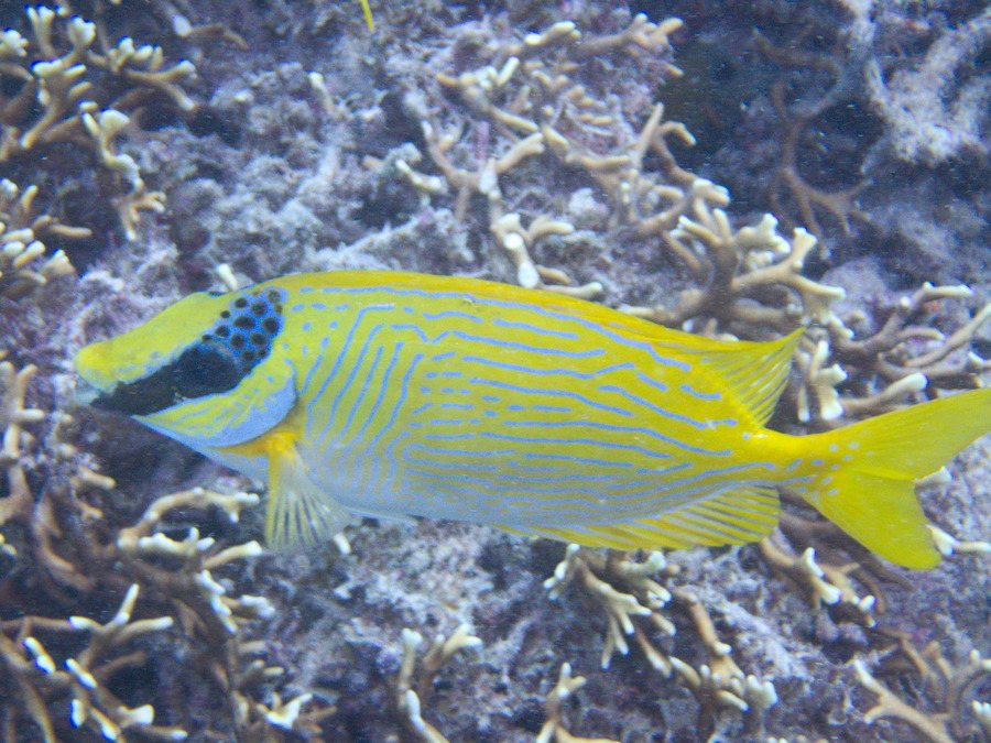 Siganus puellus
