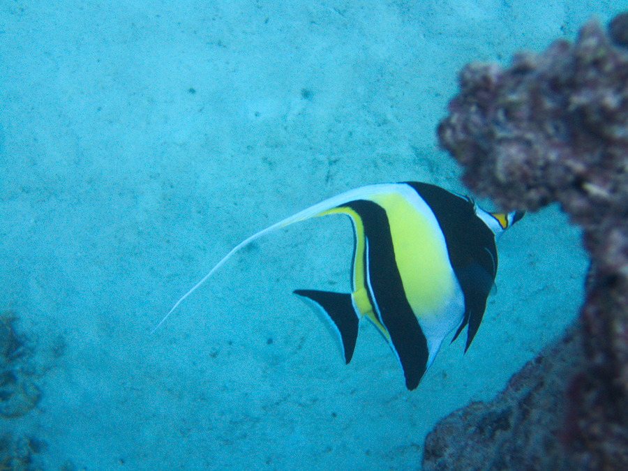 Zanclus cornutus