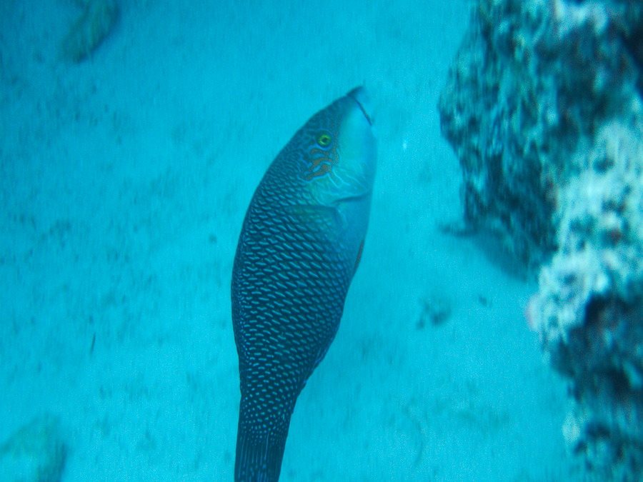 Hemigymnus melapterus