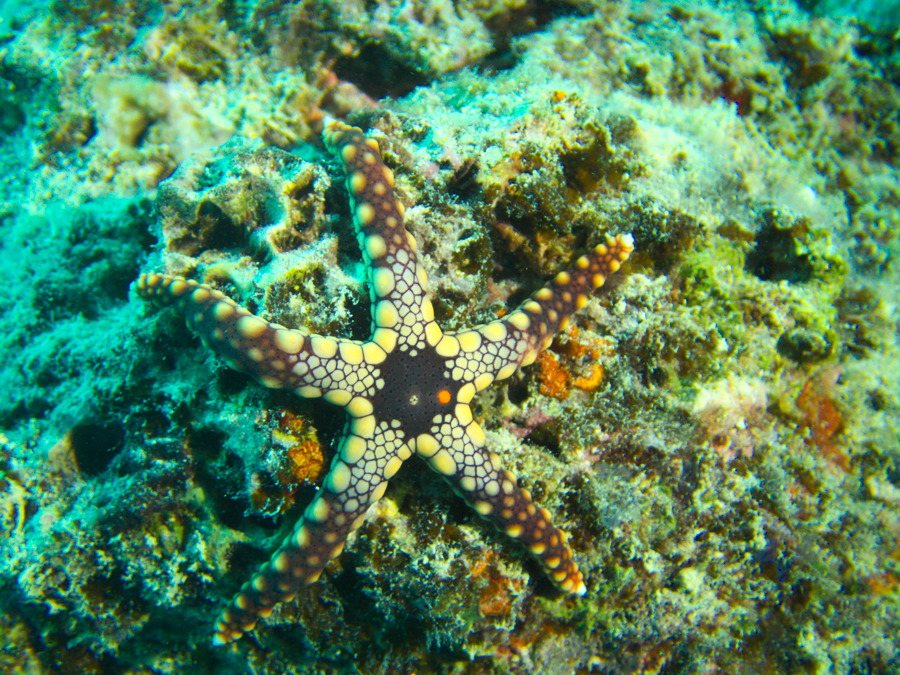 Celerina heffernani