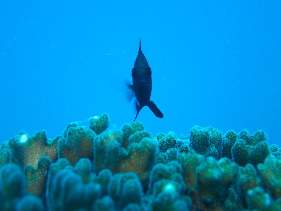 Dascyllus reticulatus