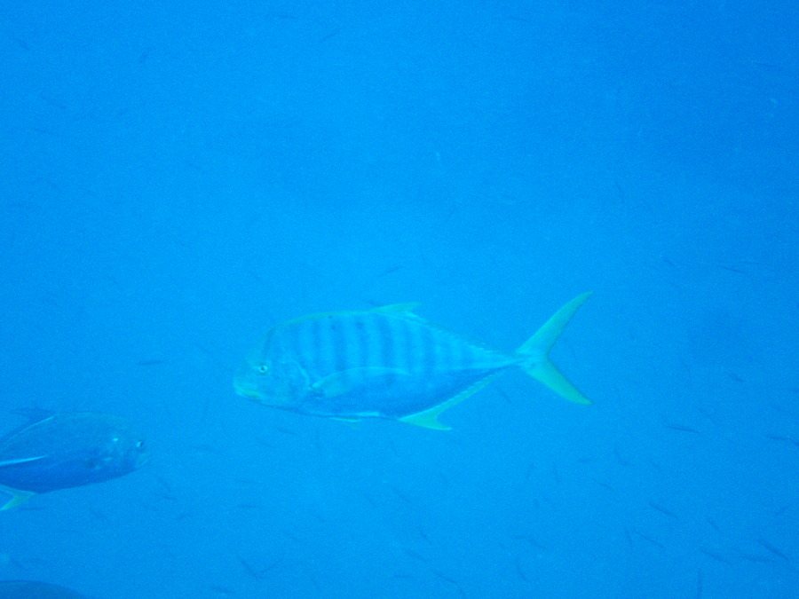 Gnathanodon speciosus