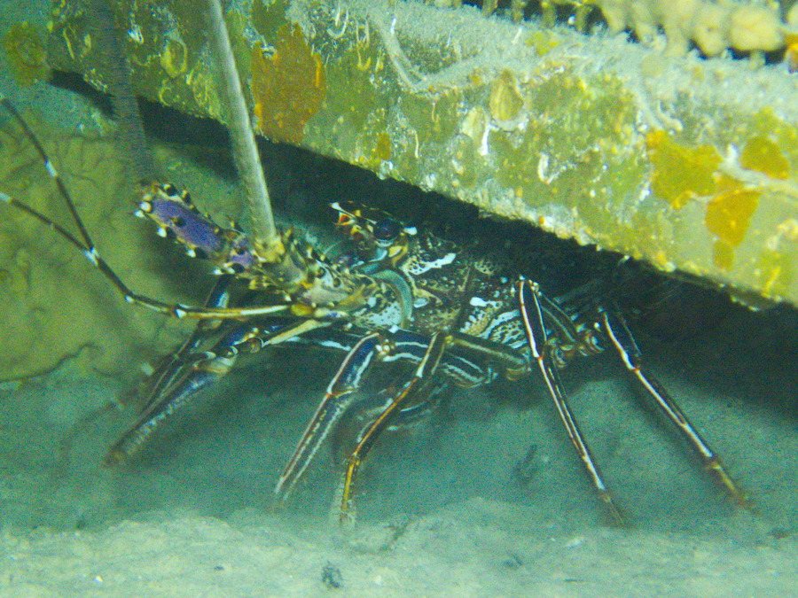 Langouste