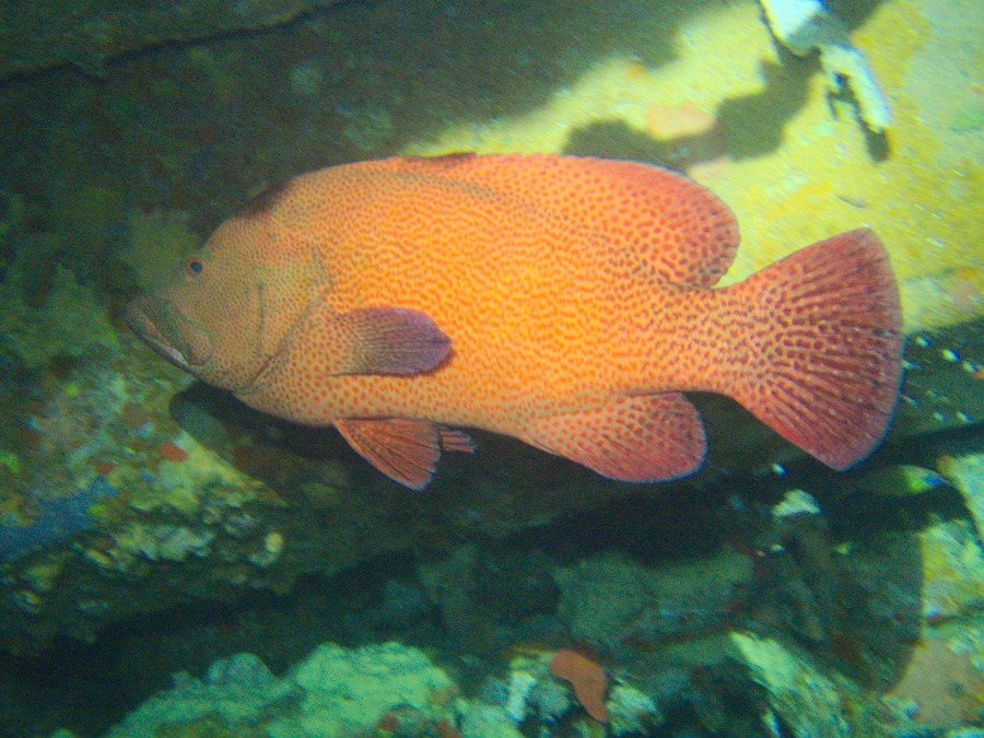 Cephalopholis sonnerati