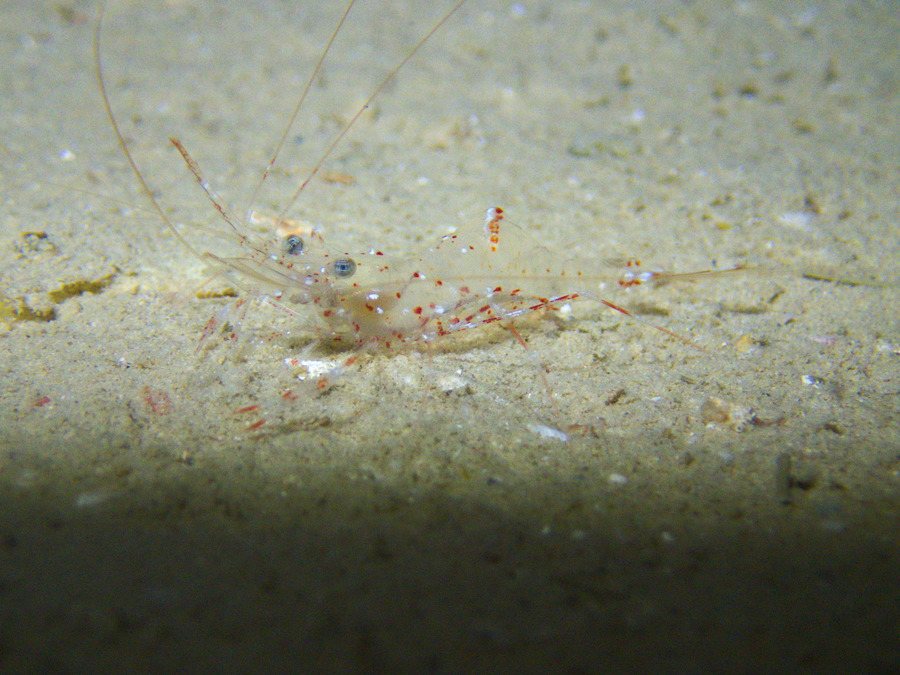 Urocaridella sp.