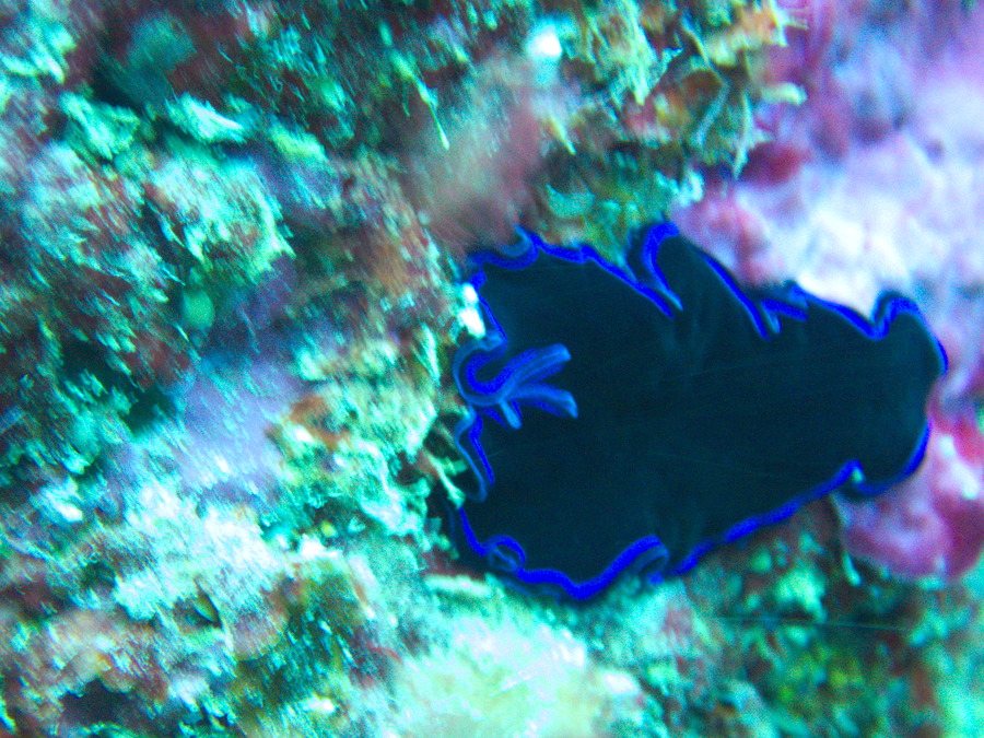 Organismes vermiformes