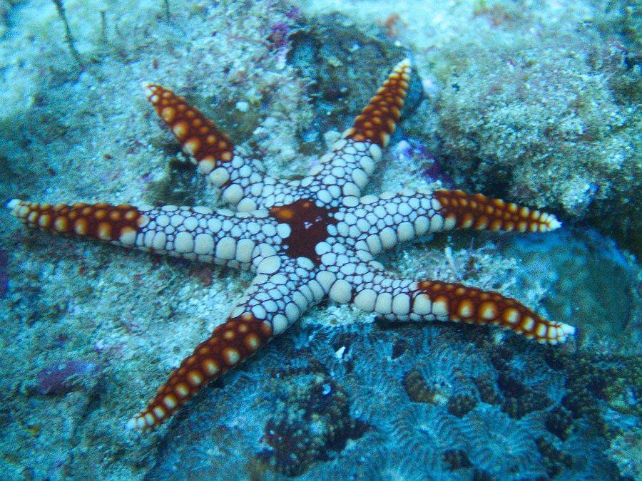 Celerina heffernani