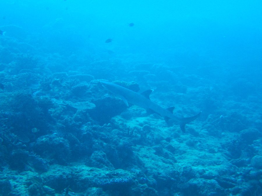 Triaenodon obesus