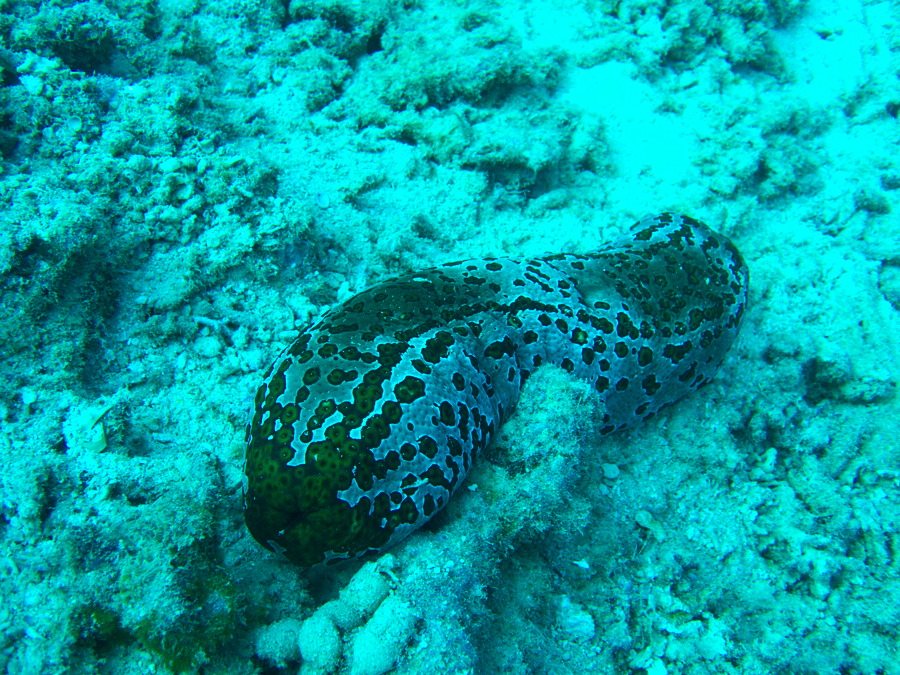 Bohadschia argus